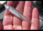Delta Smelt