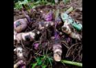 Gently wash the dirt off the bulbs before curing.