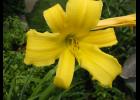 Stella de Oro daylily