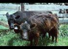 The main symptom of calves on toxin is a shaggy hair coat that does not shed.