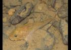 Nestings of the rare grotto sculpin, found only in Perry County, Mo., are increasing as a result of improved water quality through cooperation of MU Extension and other groups, including the Missouri Department of Conservation. Photo courtesy Missouri Department of Conservation