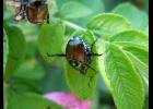 Japanese Beetles are in Hamilton