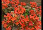 Florist's kalanchoe, photo by Hitro Milanese