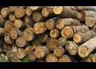 Study and know your market before you sell trees.