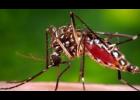 Zika cases in Missouri