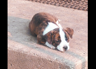 This puppy is looking for a home.