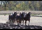 Fall Festival & Draft Horse Plow Days this weekend!
