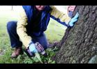 A professional arborist can determine the best care for your trees.