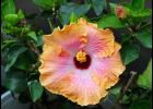 Hibiscus is a good plant to overwinter.