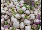 Time to plant turnips.