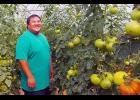 Tomatoes are among the many vegetables grown in the high tunnels owned by Fue Yang and his family. Photo courtesy of Farmers Market Coalition