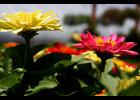 Zinnias - Photo by Flickr user Liz West/CC BY-SA 2.0